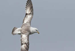 Fulmar boréal