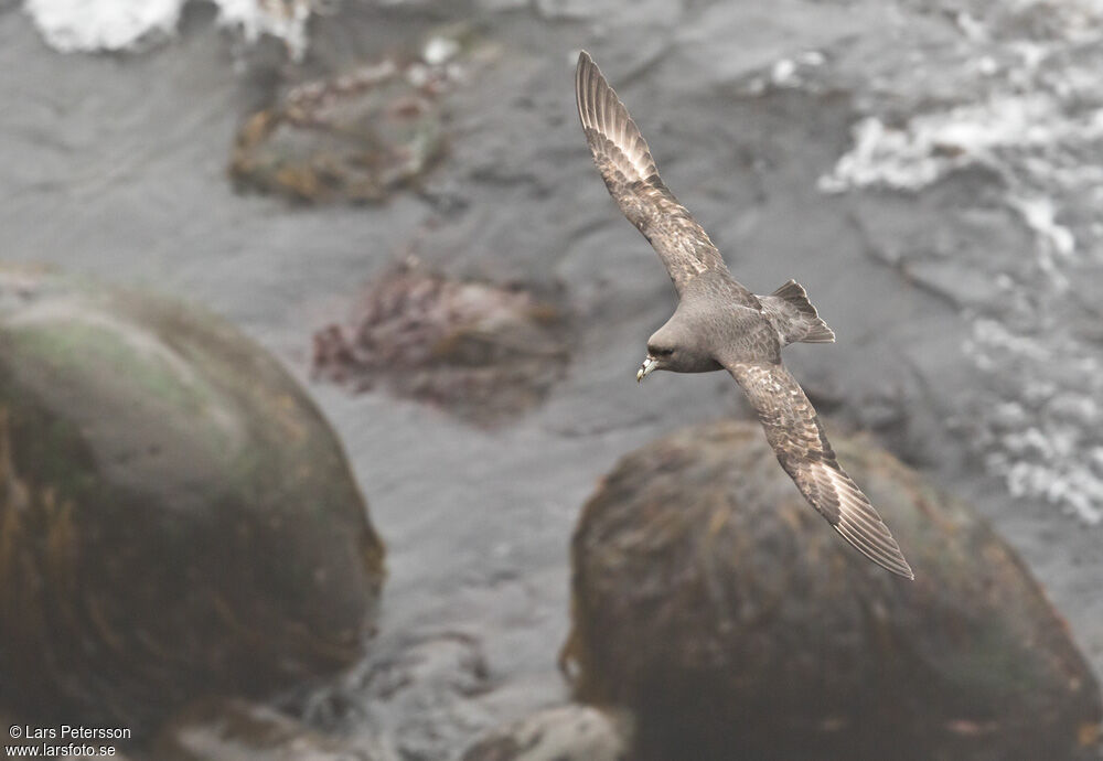 Northern Fulmar