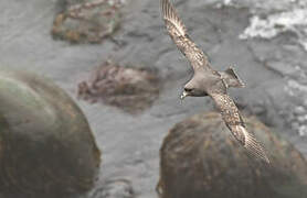 Fulmar boréal