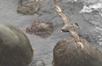 Fulmar boréal