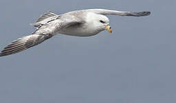 Fulmar boréal