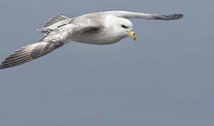 Fulmar boréal