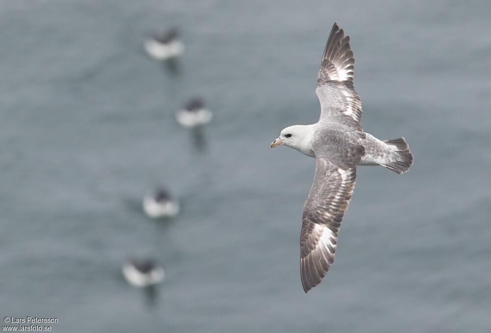 Northern Fulmar