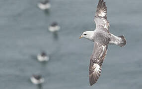 Fulmar boréal