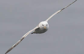 Fulmar boréal