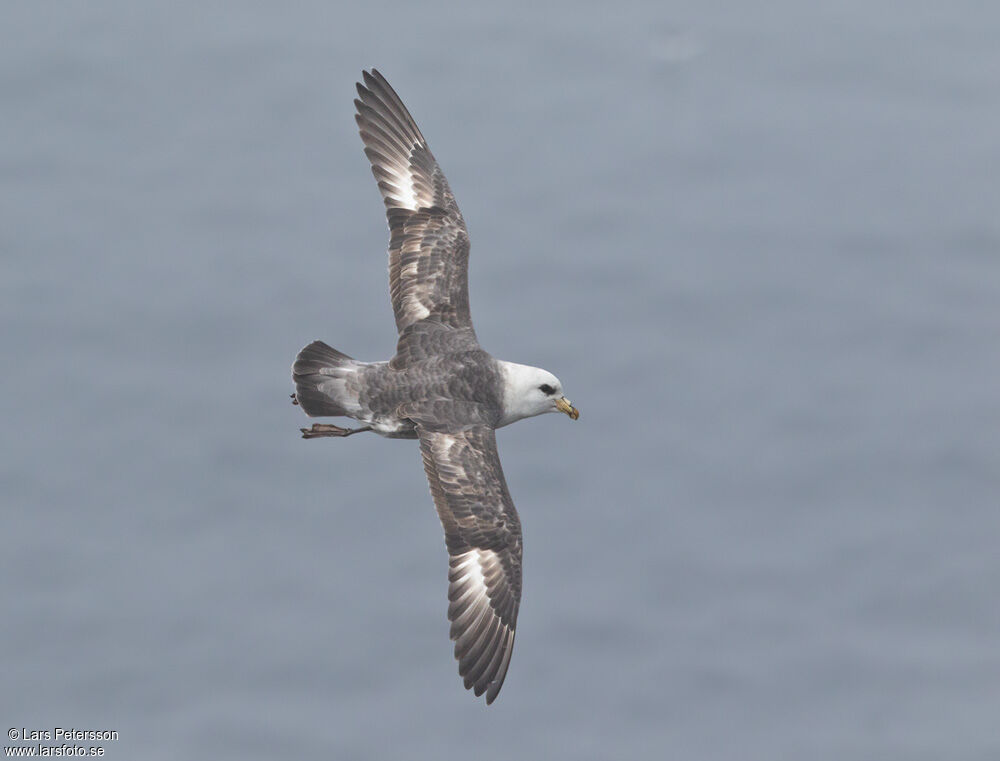 Fulmar boréal