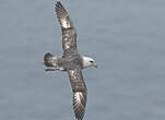 Fulmar boréal