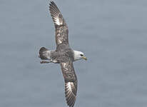 Fulmar boréal