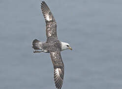 Fulmar boréal