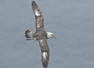 Fulmar boréal