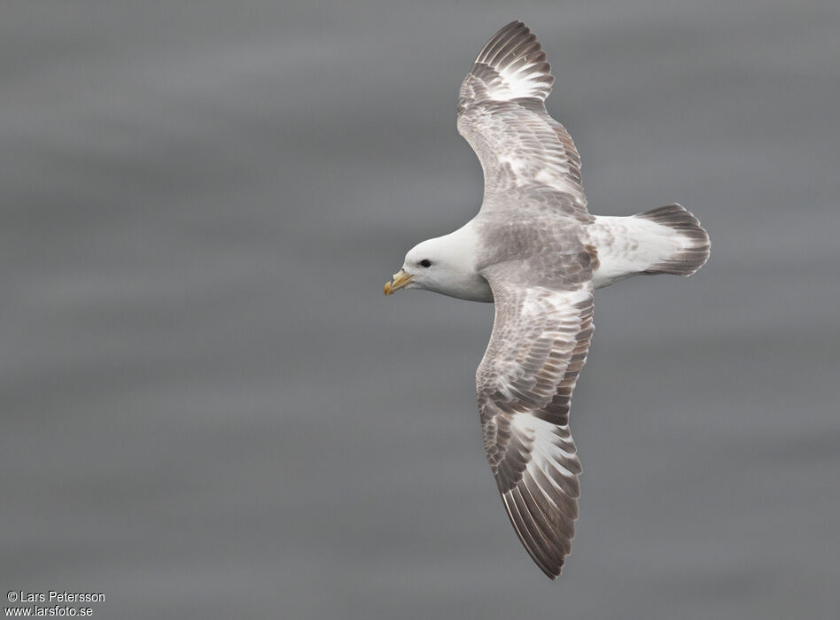 Fulmar boréal