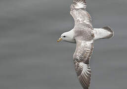 Northern Fulmar