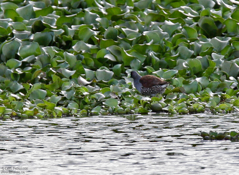 Spot-flanked Gallinule