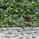 Gallinule à face noire