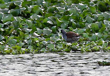 Gallinule à face noire