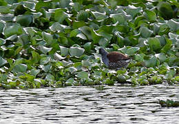 Spot-flanked Gallinule