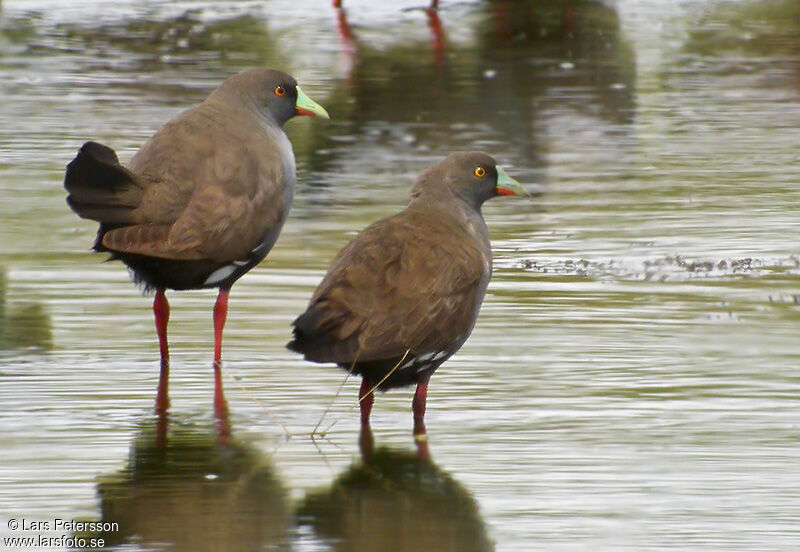 Black-tailed Nativehen