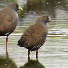 Gallinule aborigène