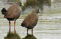 Gallinule aborigène