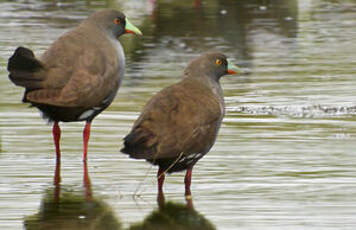 Gallinule aborigène