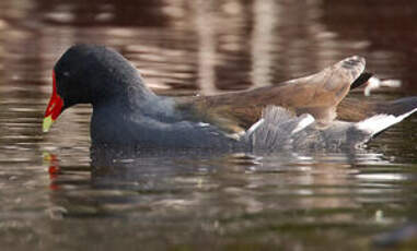 Gallinule d'Amérique