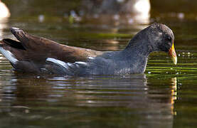 Common Gallinule