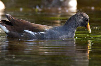 Gallinule d'Amérique