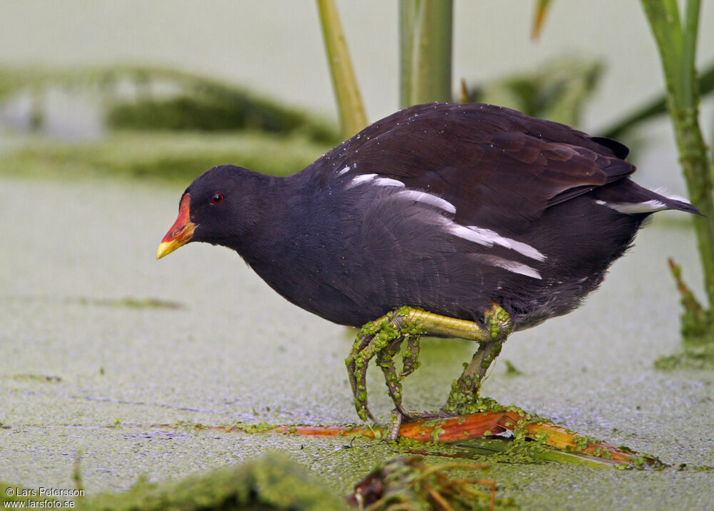 Common Moorhen