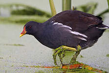 Gallinule poule-d'eau