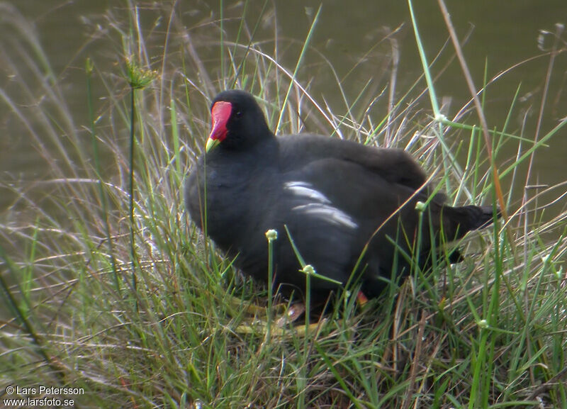 Common Moorhen