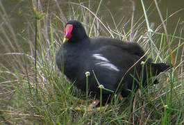 Common Moorhen