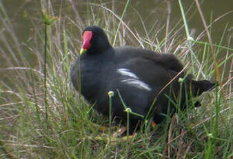 Gallinule poule-d'eau