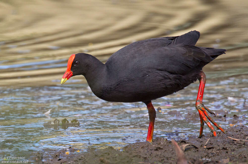 Dusky Moorhenadult, Behaviour