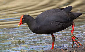 Gallinule sombre