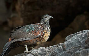 Painted Spurfowl