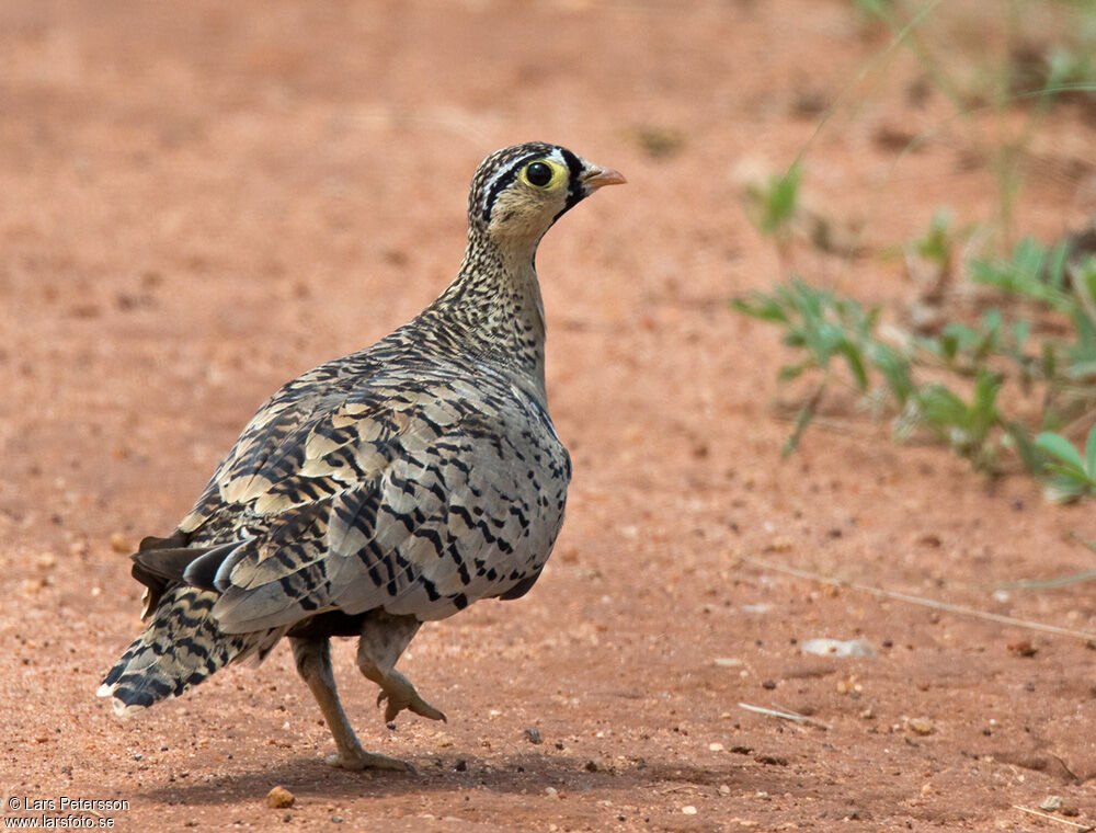 Black-faced Sandgrouse