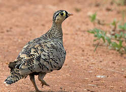 Black-faced Sandgrouse