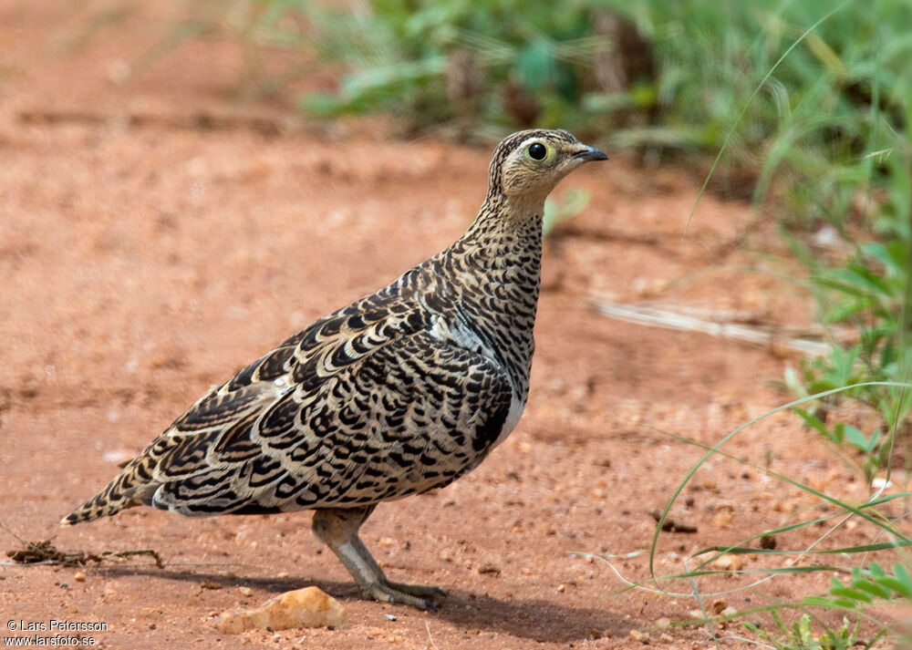 Black-faced Sandgrouse