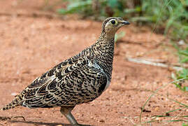 Black-faced Sandgrouse