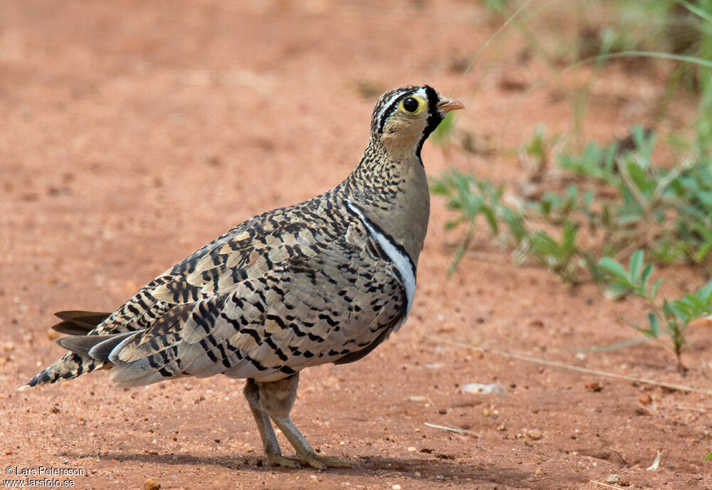 Black-faced Sandgrouse