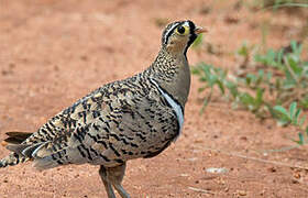 Black-faced Sandgrouse