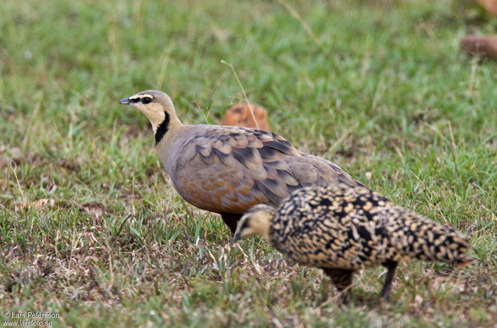 Yellow-throated Sandgrouse