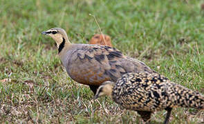 Yellow-throated Sandgrouse