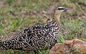 Yellow-throated Sandgrouse