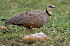 Yellow-throated Sandgrouse