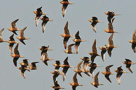 Chestnut-bellied Sandgrouse