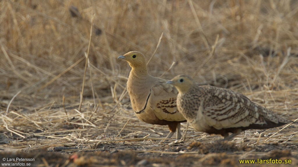 Chestnut-bellied Sandgrouse