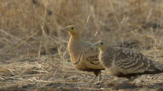 Chestnut-bellied Sandgrouse