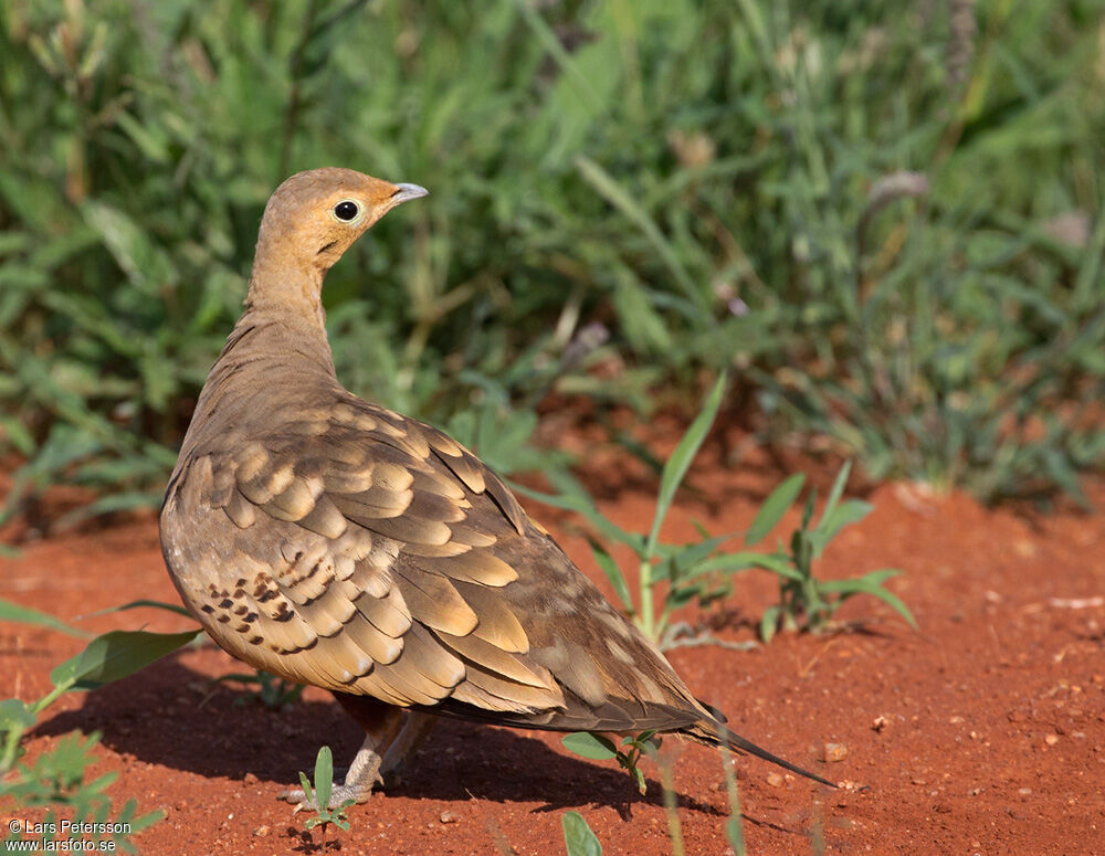 Chestnut-bellied Sandgrouse