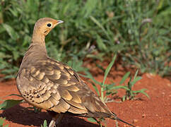 Chestnut-bellied Sandgrouse